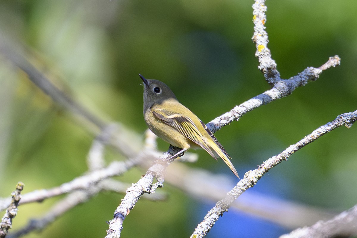 Ruby-crowned Kinglet - ML642115259