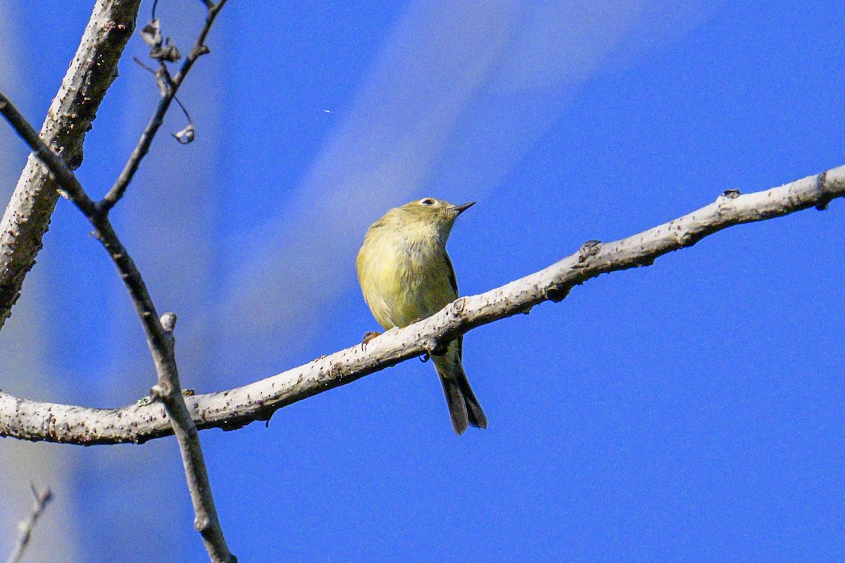 Ruby-crowned Kinglet - ML642115260
