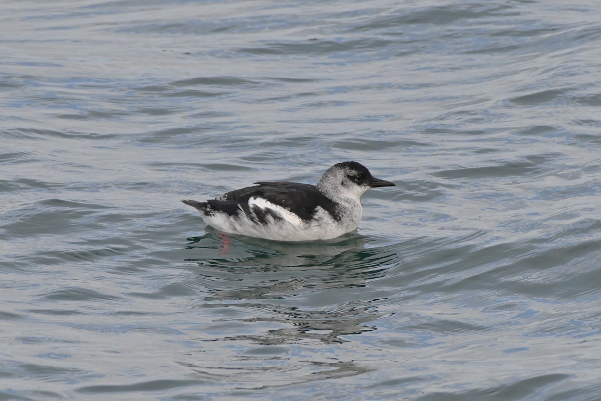 Black Guillemot - ML642115268