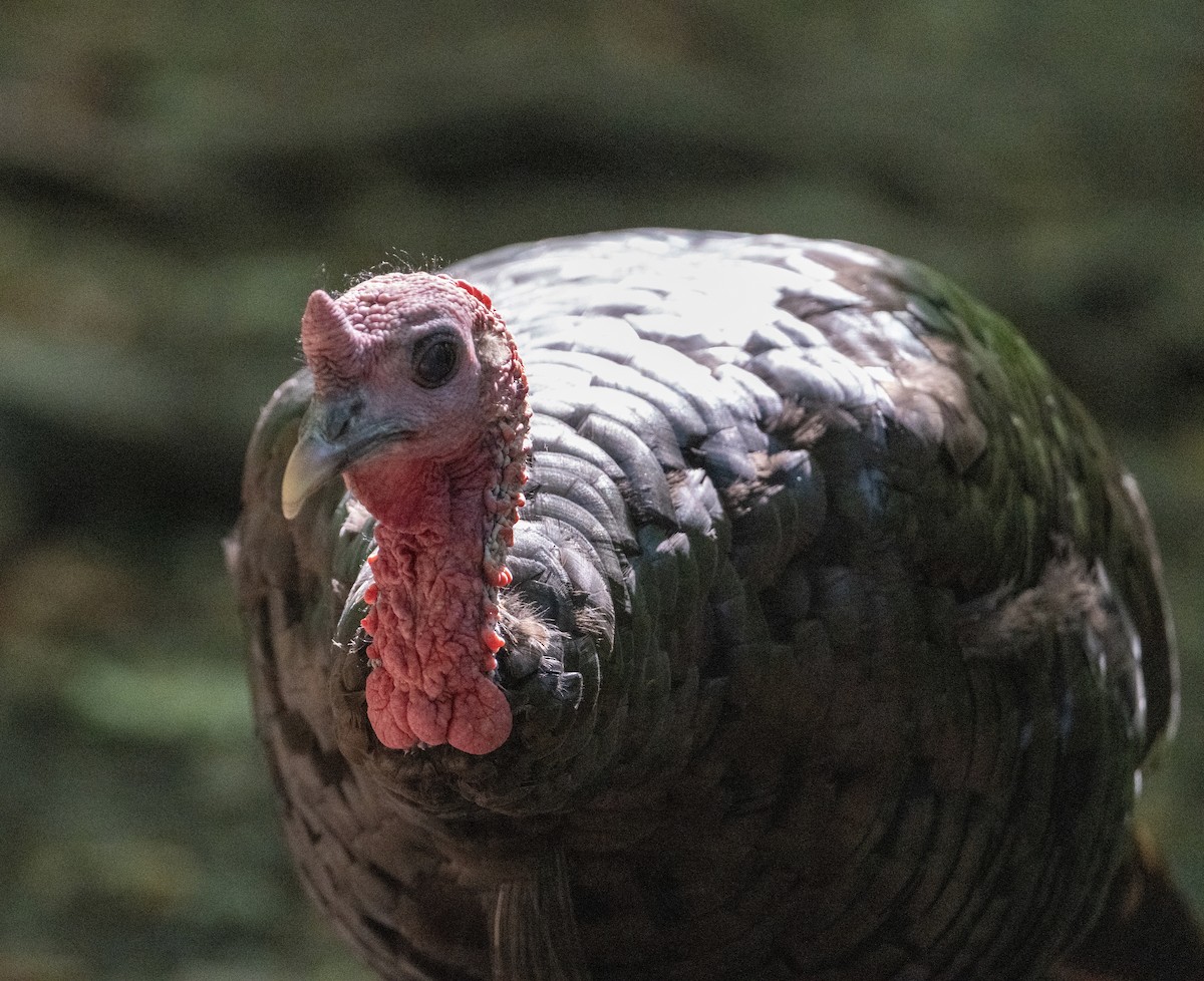 Wild Turkey - ML642115271