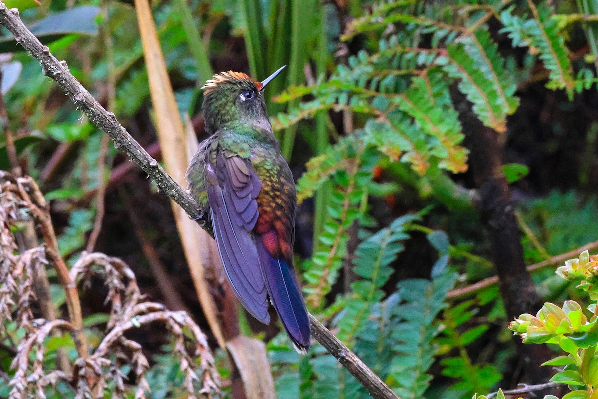Rainbow-bearded Thornbill - ML642115273