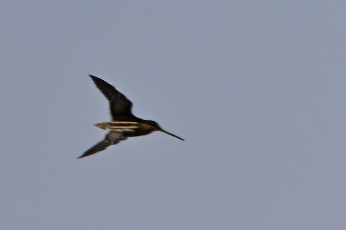 Common Snipe - ML642115274