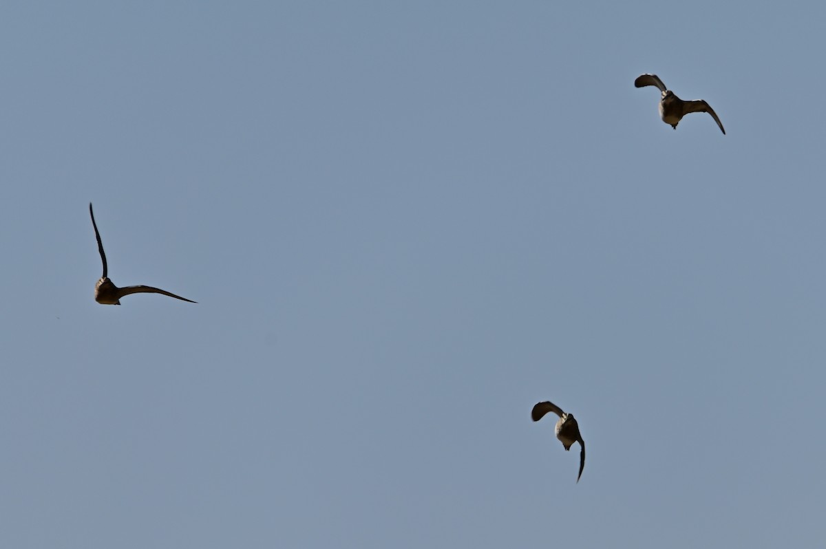 Common Snipe - ML642115275