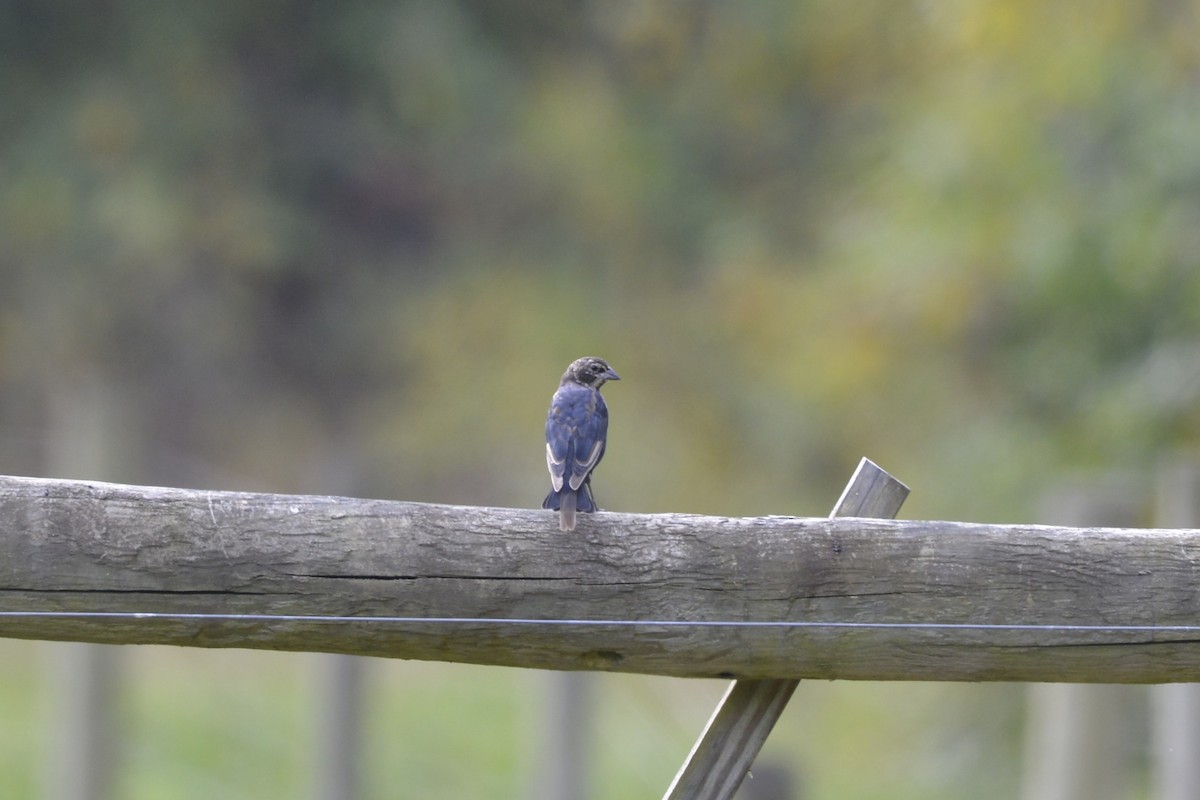 Brown-headed Cowbird - ML642115296