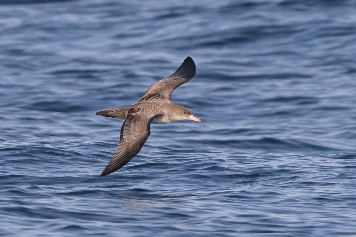 Pink-footed Shearwater - ML642115298