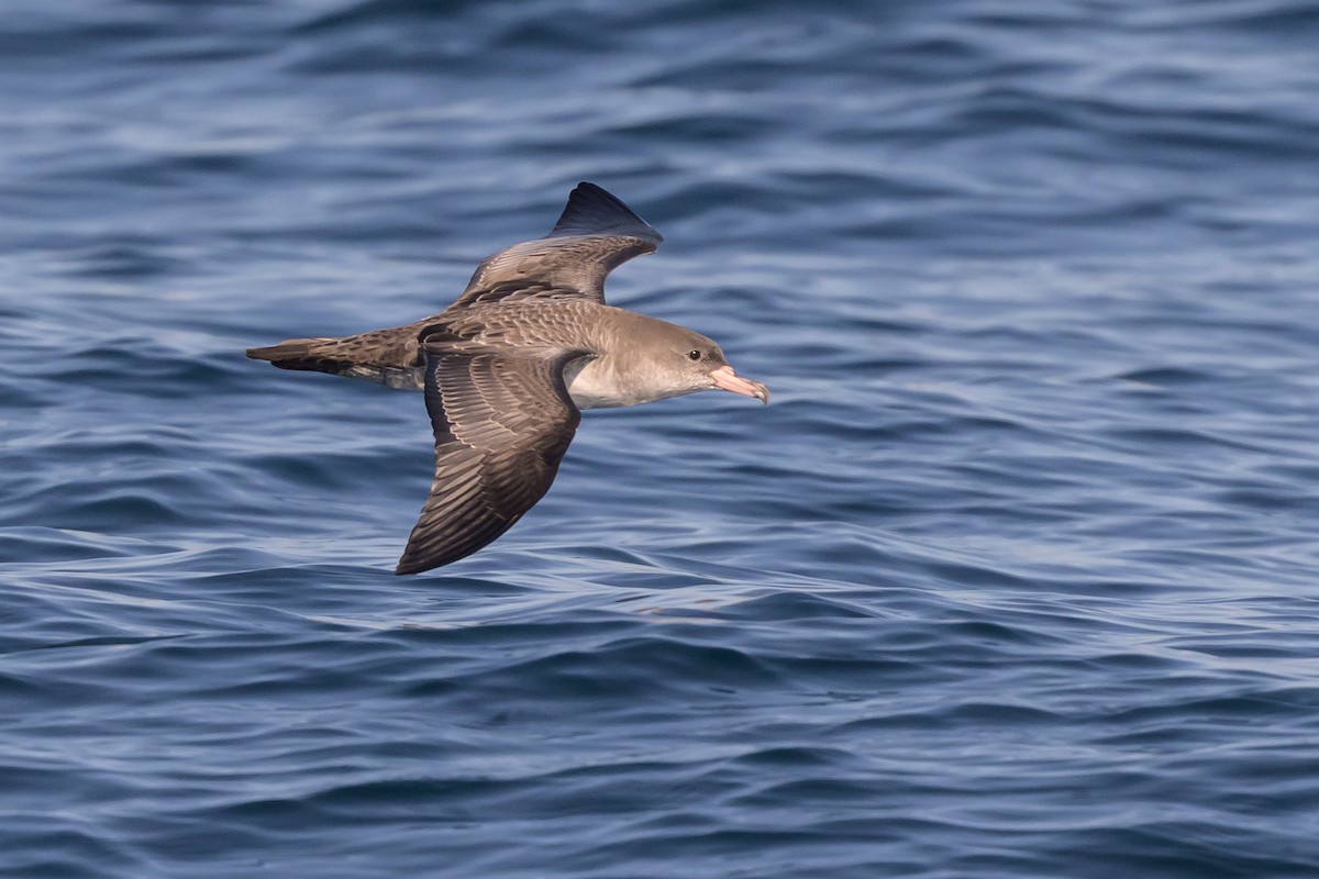 Pink-footed Shearwater - ML642115299