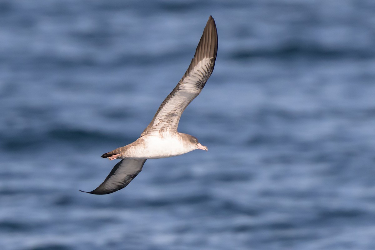 Pink-footed Shearwater - ML642115300