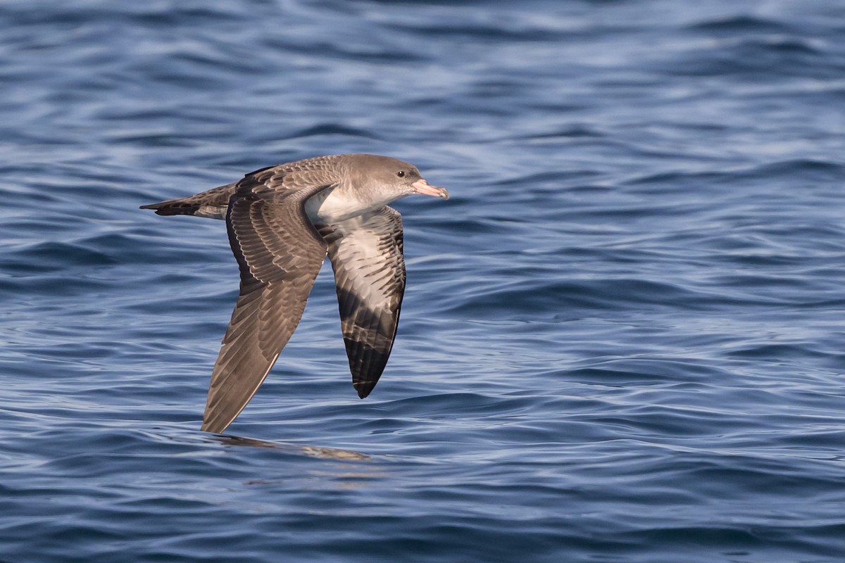 Pink-footed Shearwater - ML642115301