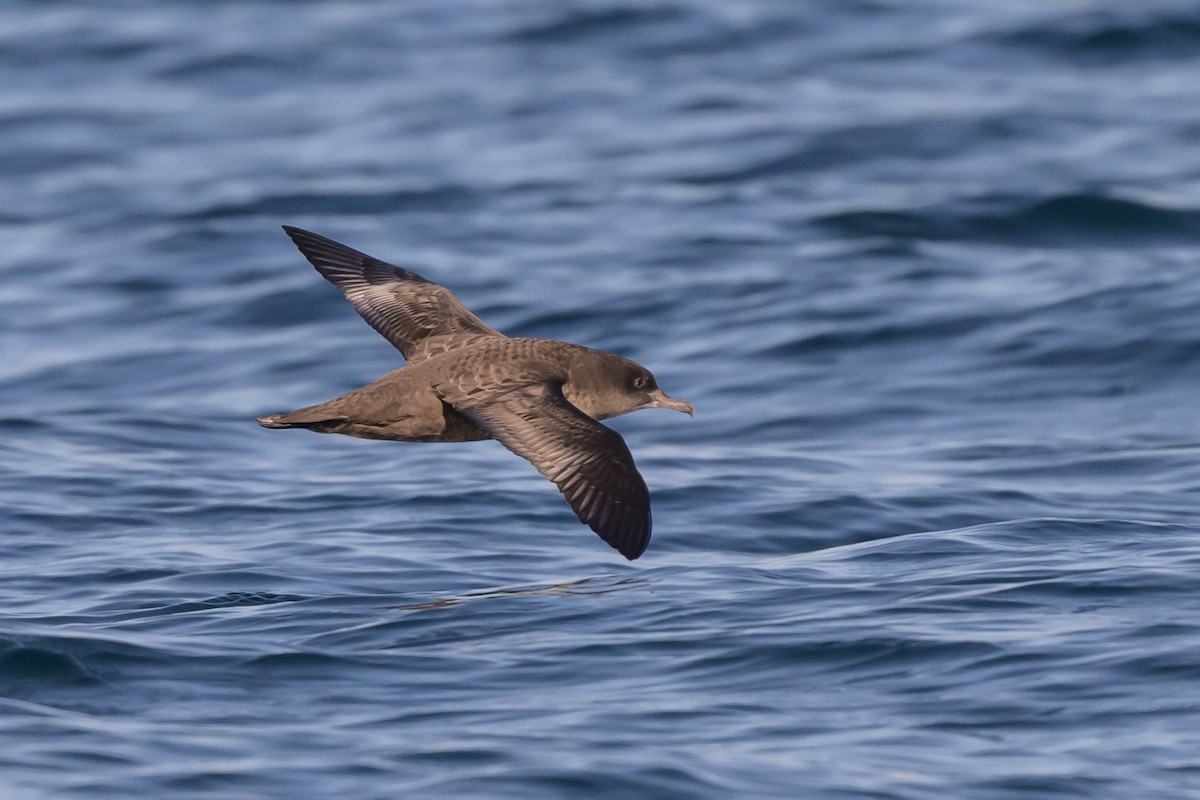 Sooty Shearwater - ML642115307
