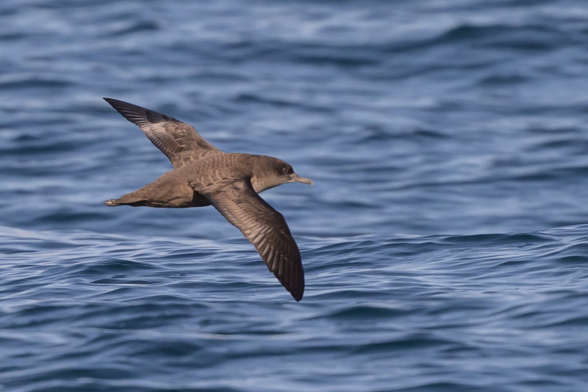 Sooty Shearwater - ML642115308