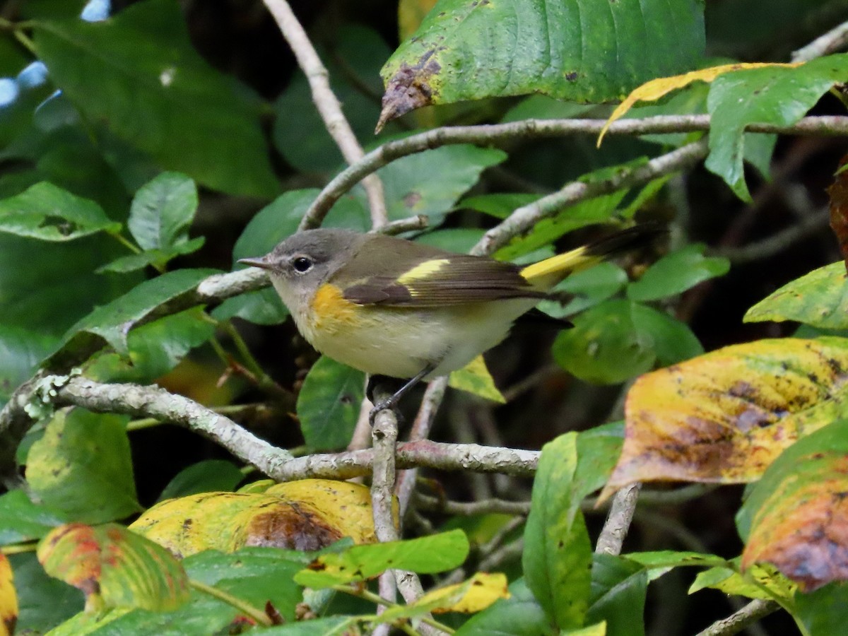 American Redstart - ML642115310