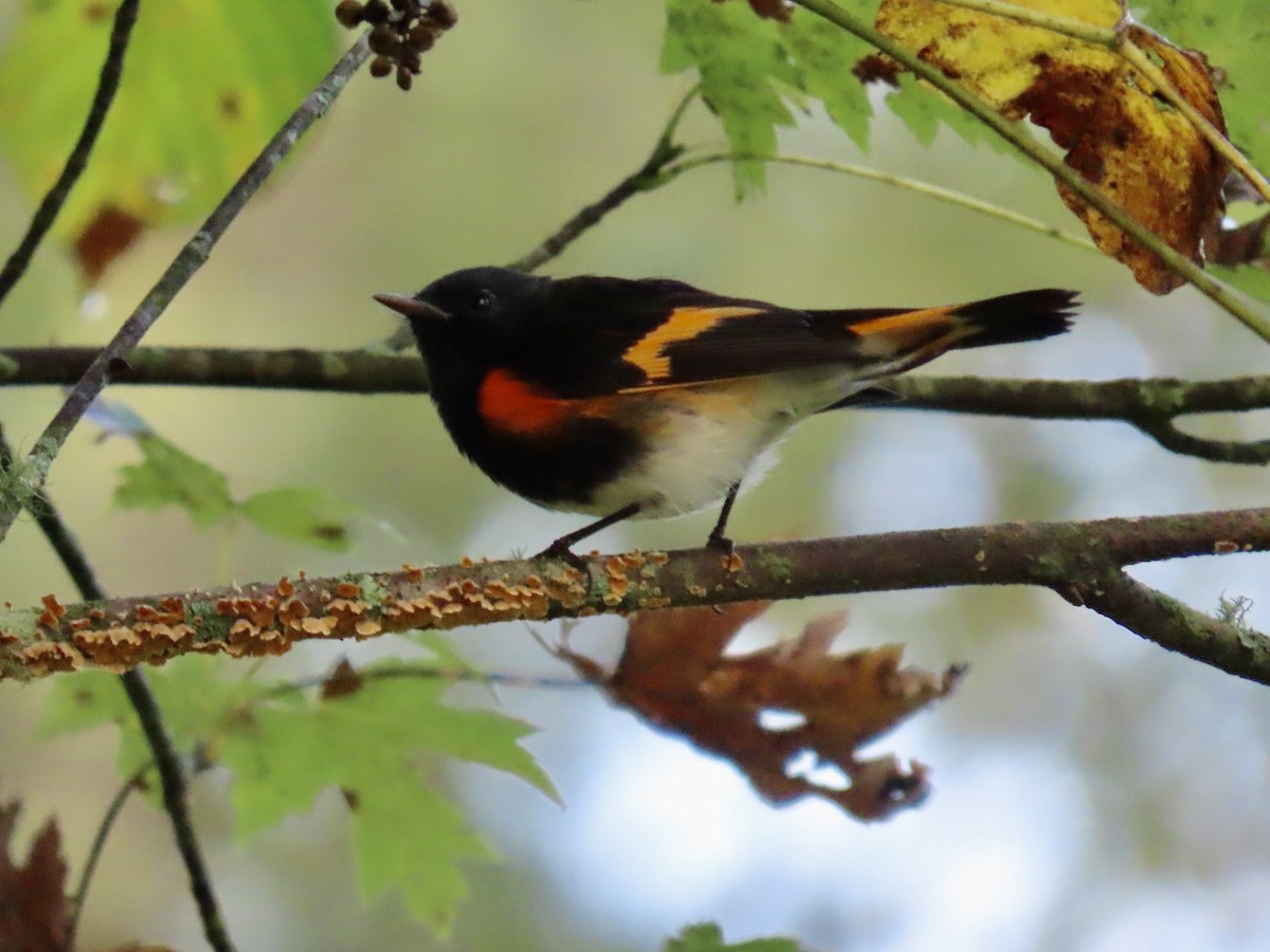 American Redstart - ML642115311