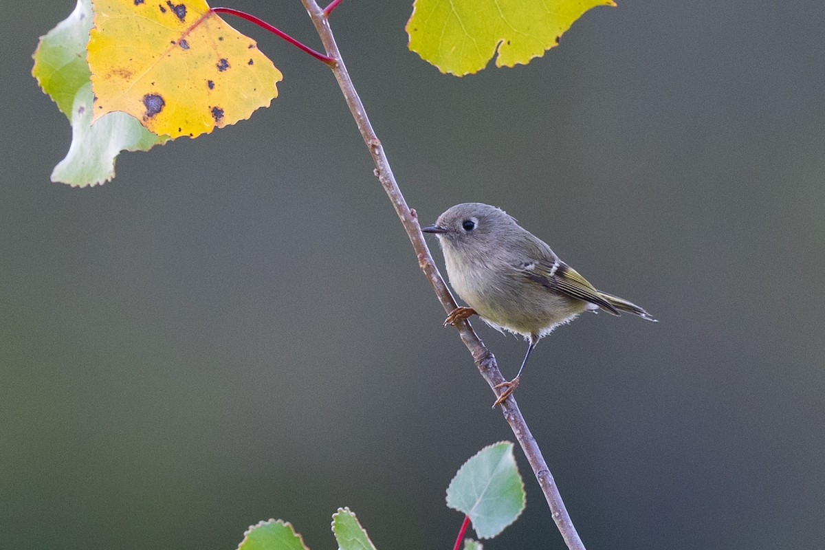 Ruby-crowned Kinglet - ML642115313