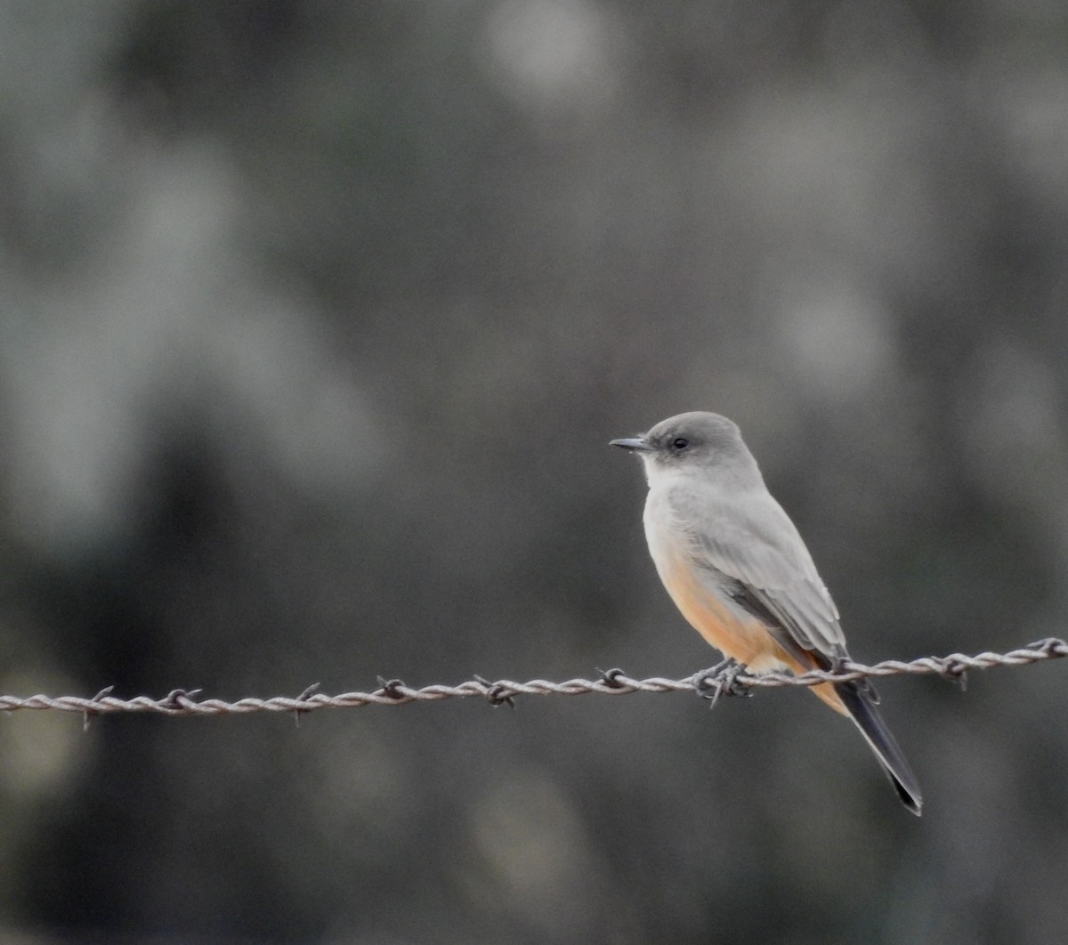 Say's Phoebe - ML642115316