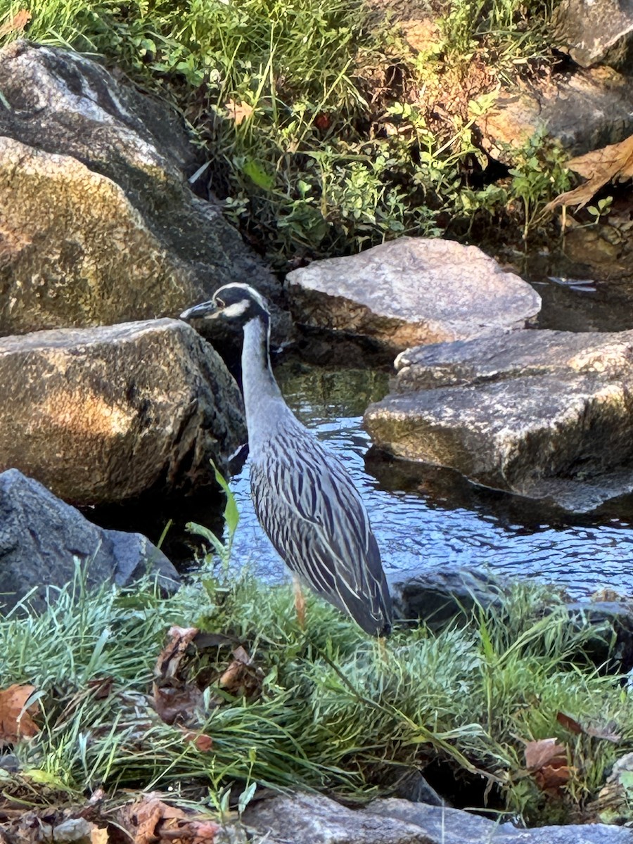 Yellow-crowned Night Heron - ML642115317
