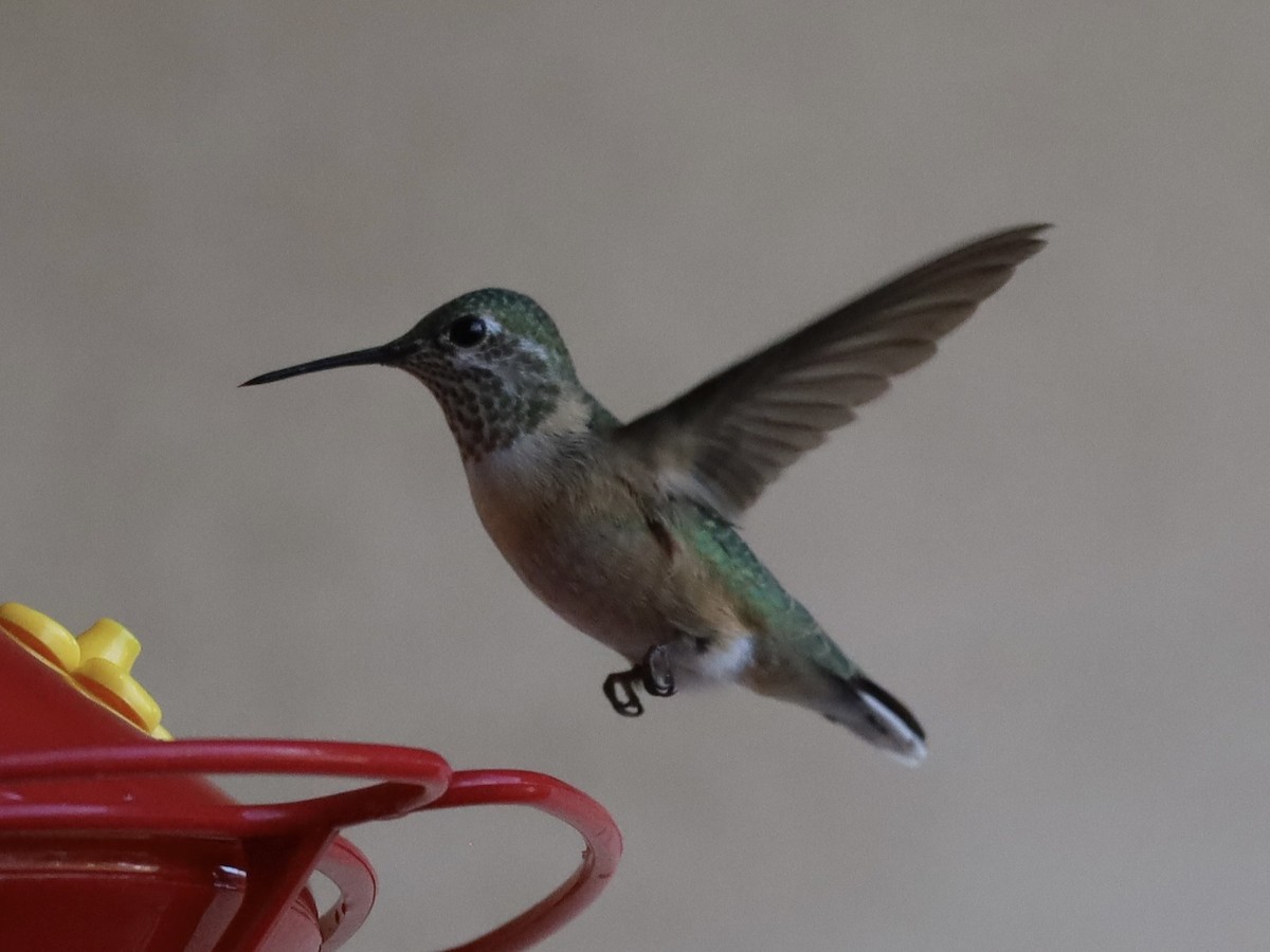 Broad-tailed Hummingbird - ML642115318