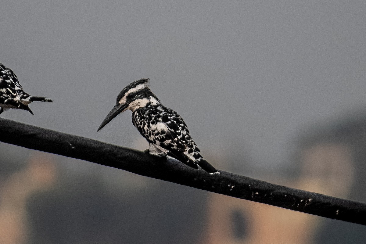 Pied Kingfisher - ML642115320