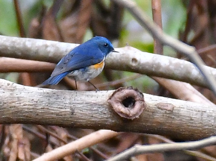 Himalayan Bluetail - ML642115321