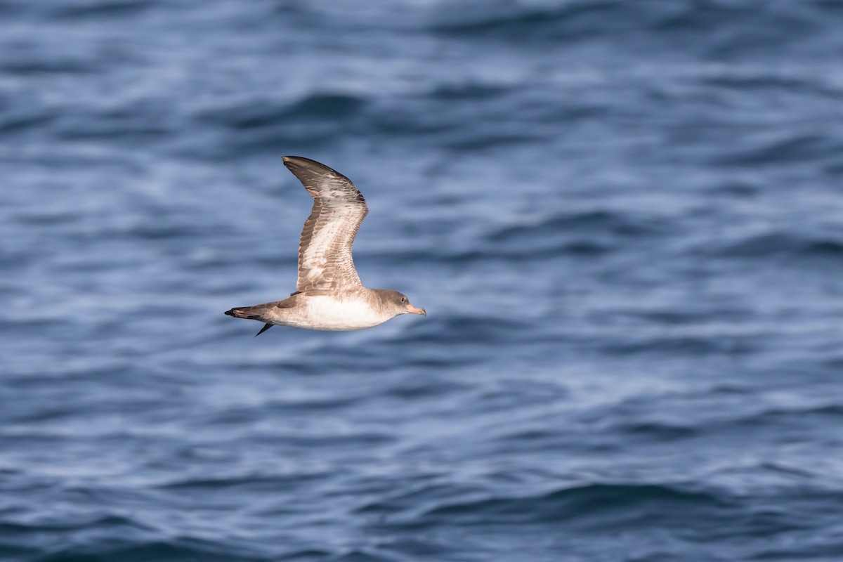 Pink-footed Shearwater - ML642115325