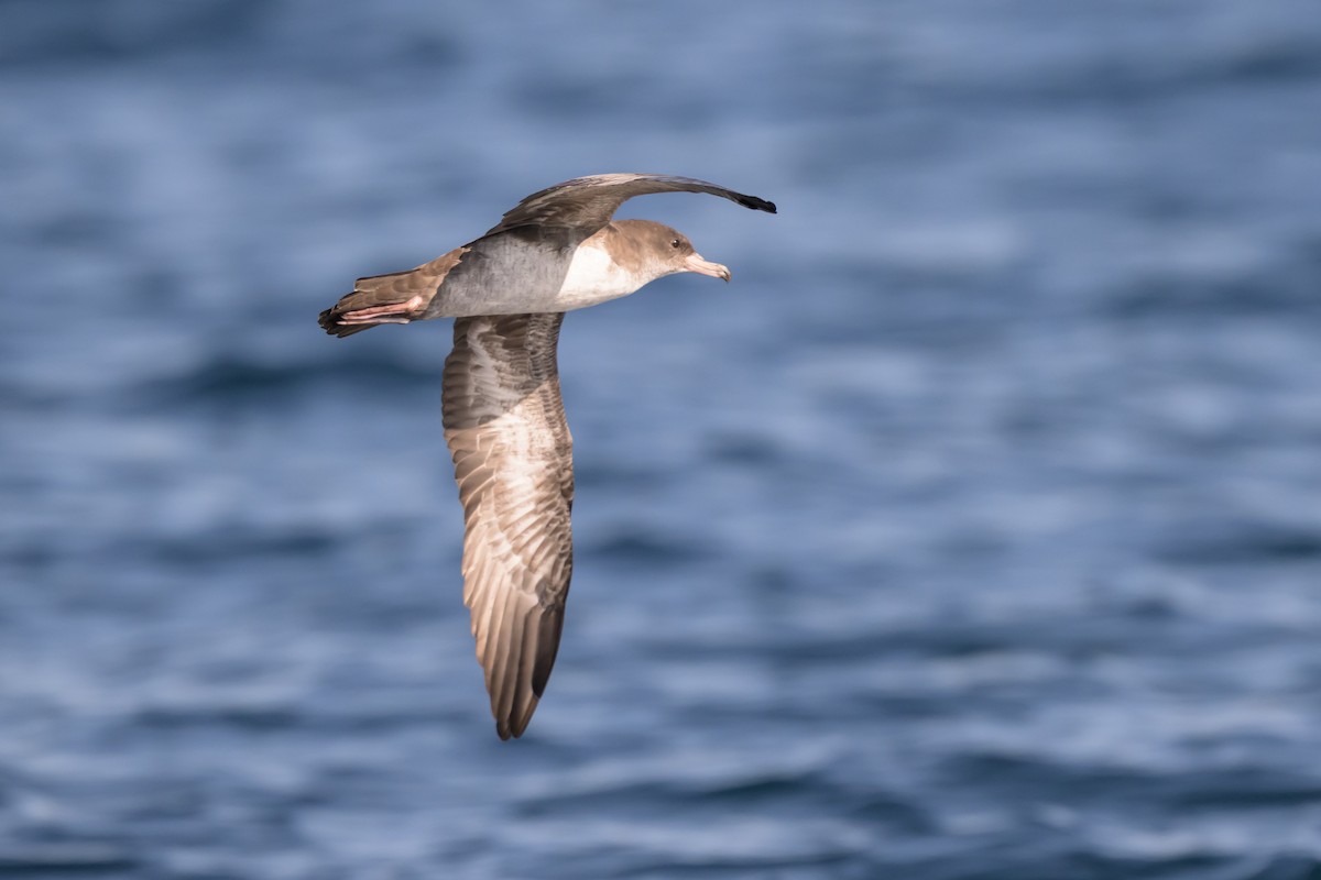 Pink-footed Shearwater - ML642115326