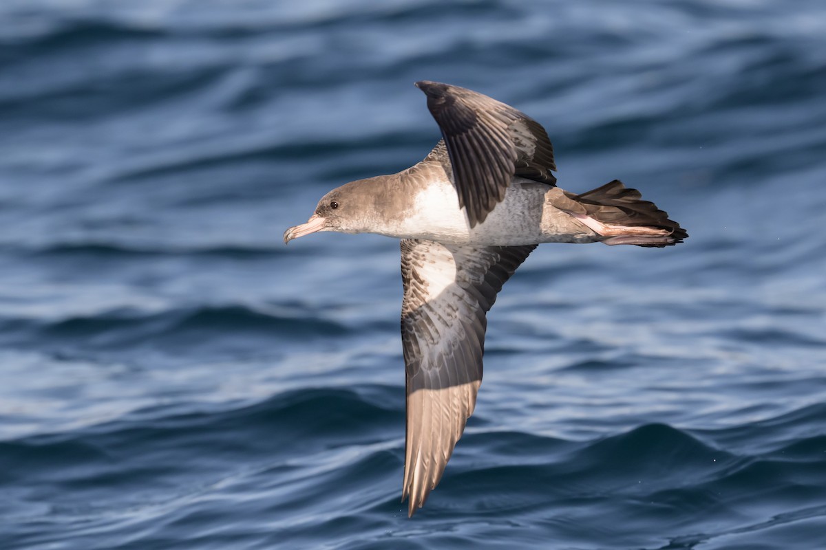Pink-footed Shearwater - ML642115327