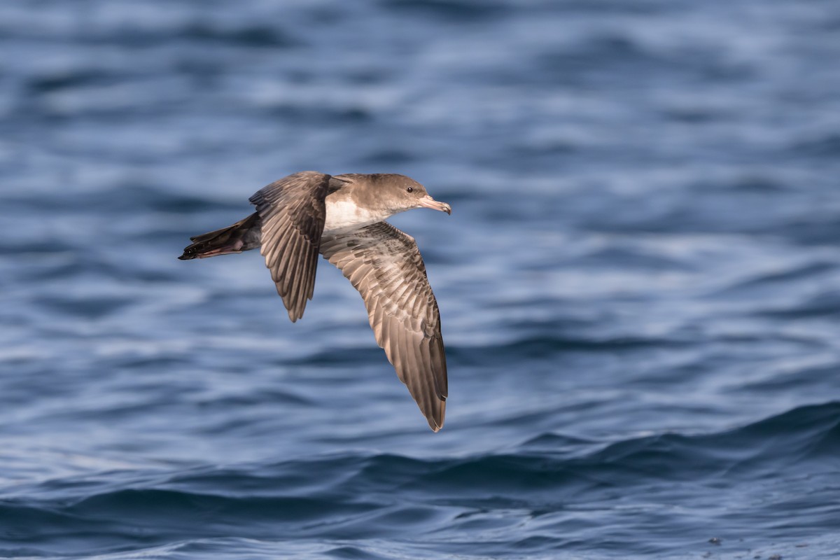 Pink-footed Shearwater - ML642115329