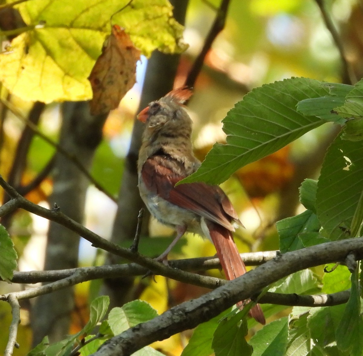 Northern Cardinal - ML642115330