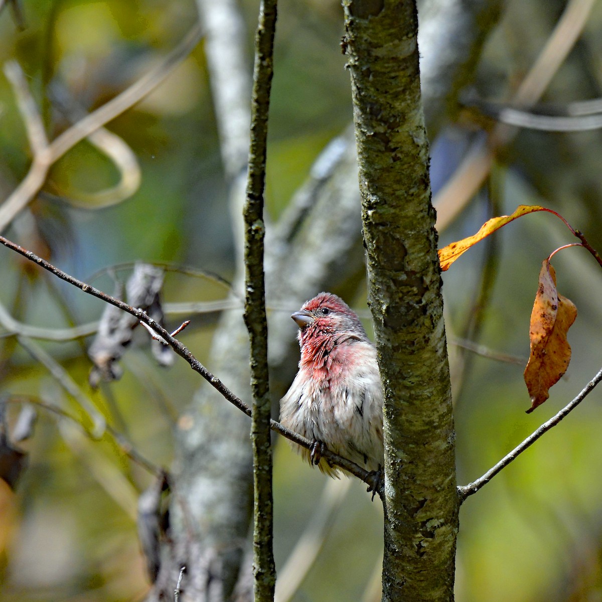 House Finch - ML642115340
