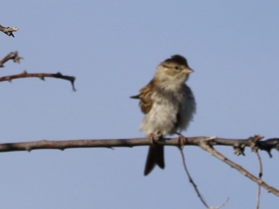 Brewer's Sparrow - ML642115356