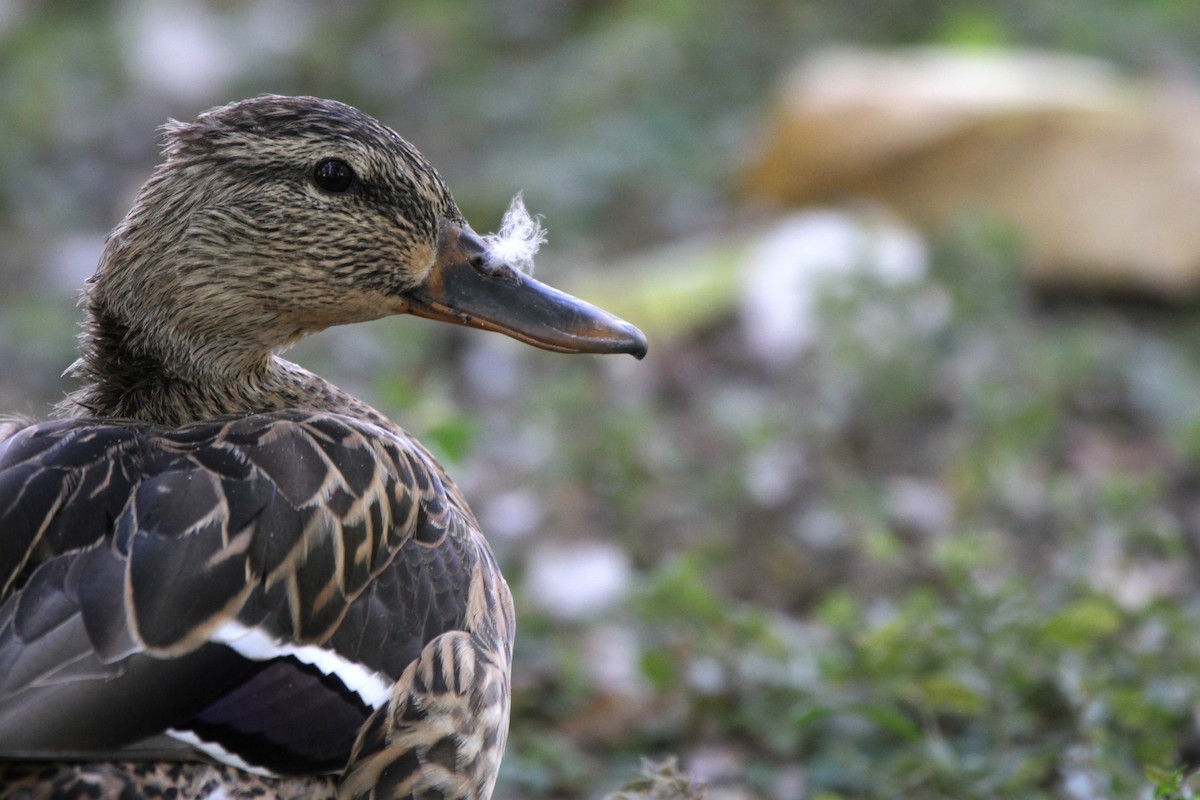 Mallard - ML642115359
