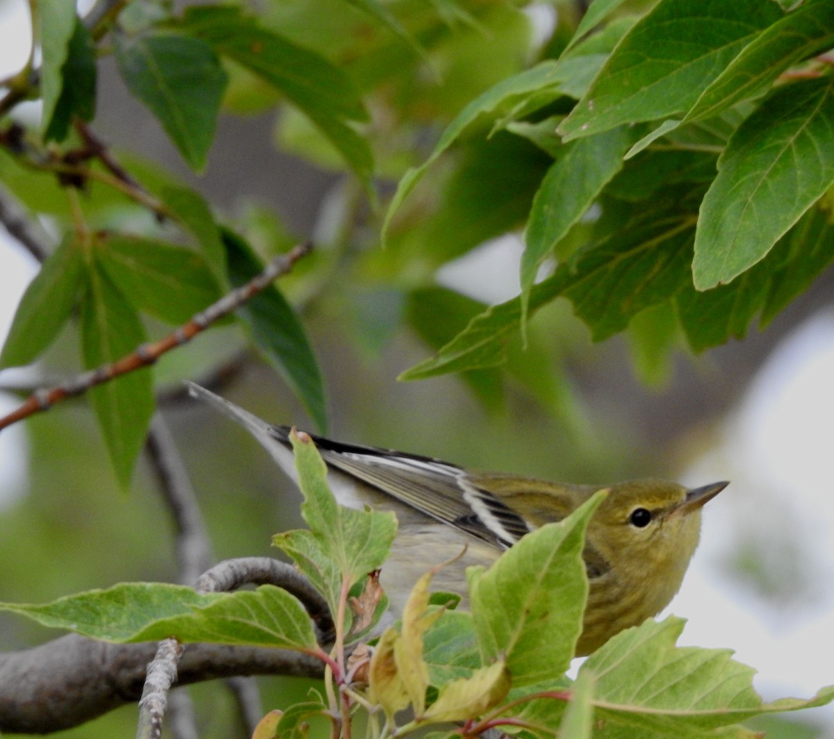 Blackpoll Warbler - ML642115363