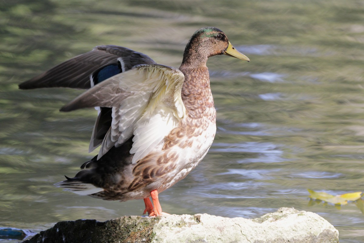 Canard colvert (forme domestique) - ML642115375