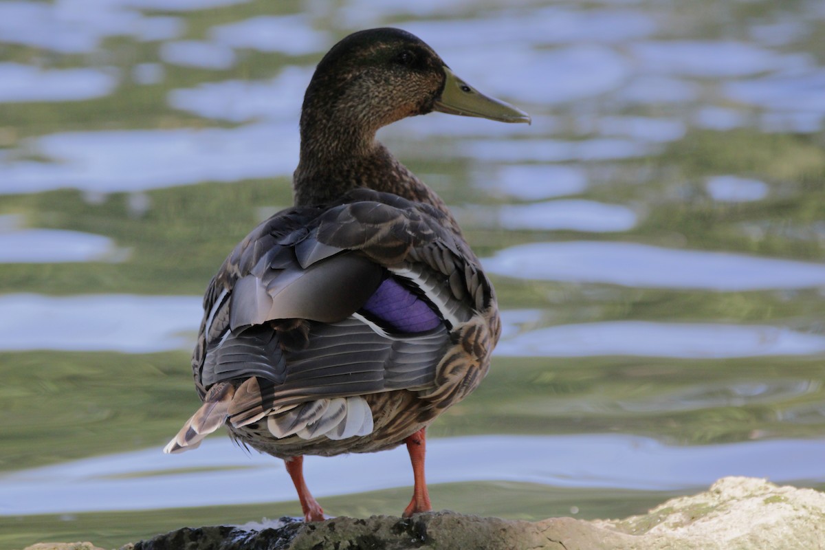 Canard colvert (forme domestique) - ML642115376