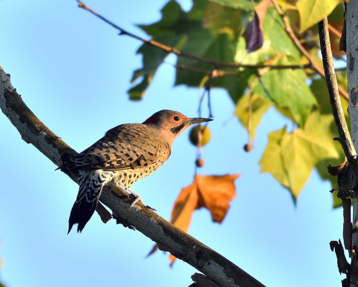 Northern Flicker - ML642115386
