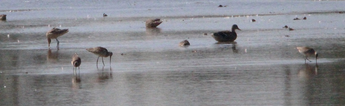 Hudsonian Godwit - ML642115392