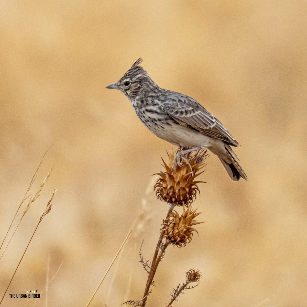 Thekla's Lark - ML642115397