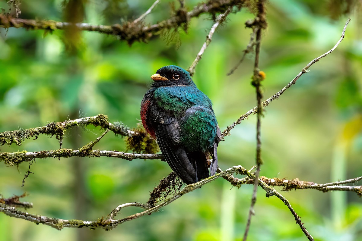Trogon masqué - ML642115400