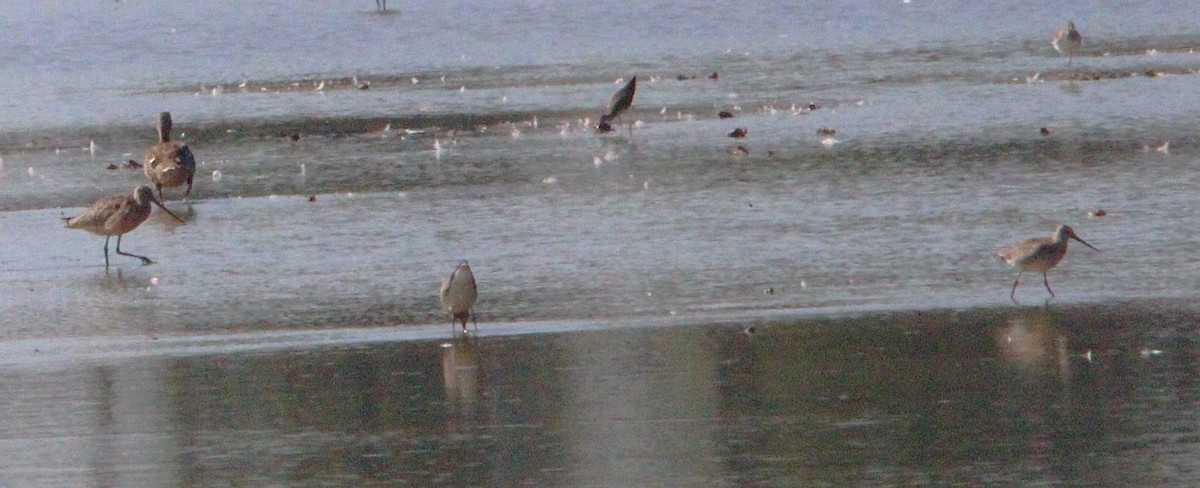 Hudsonian Godwit - ML642115403