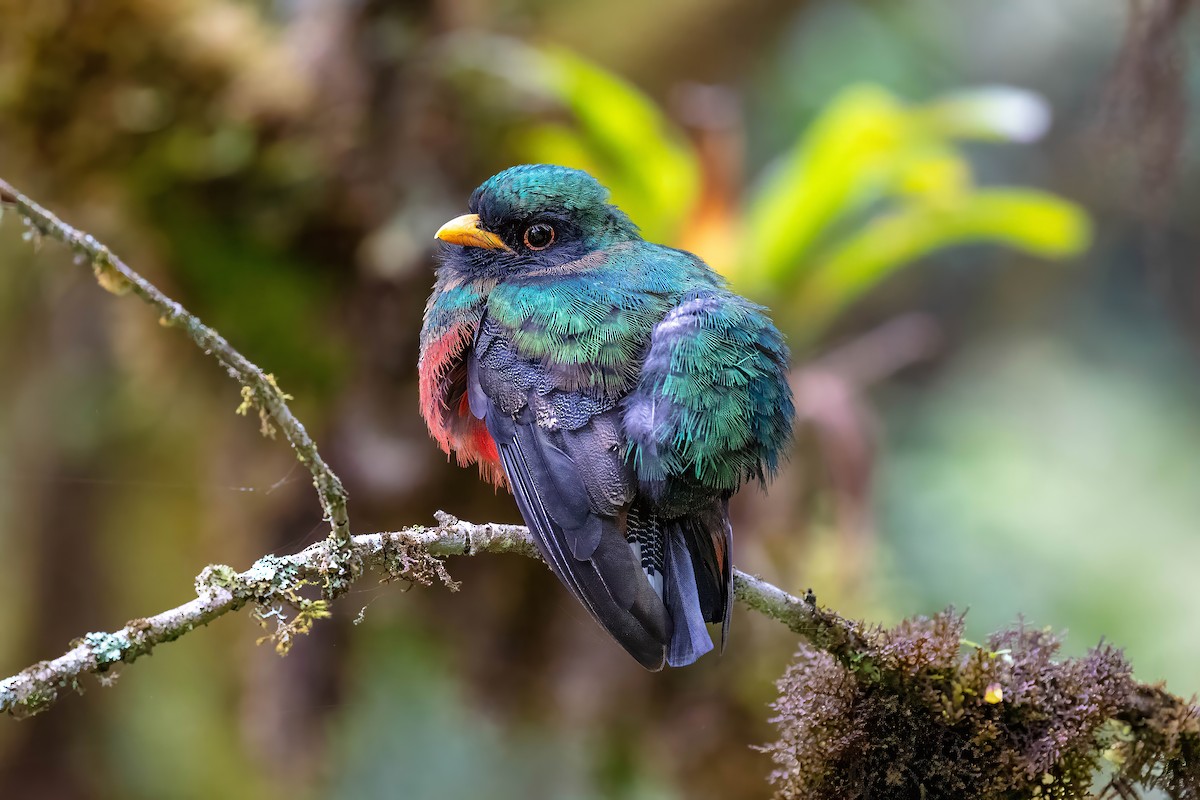 Trogon masqué - ML642115404