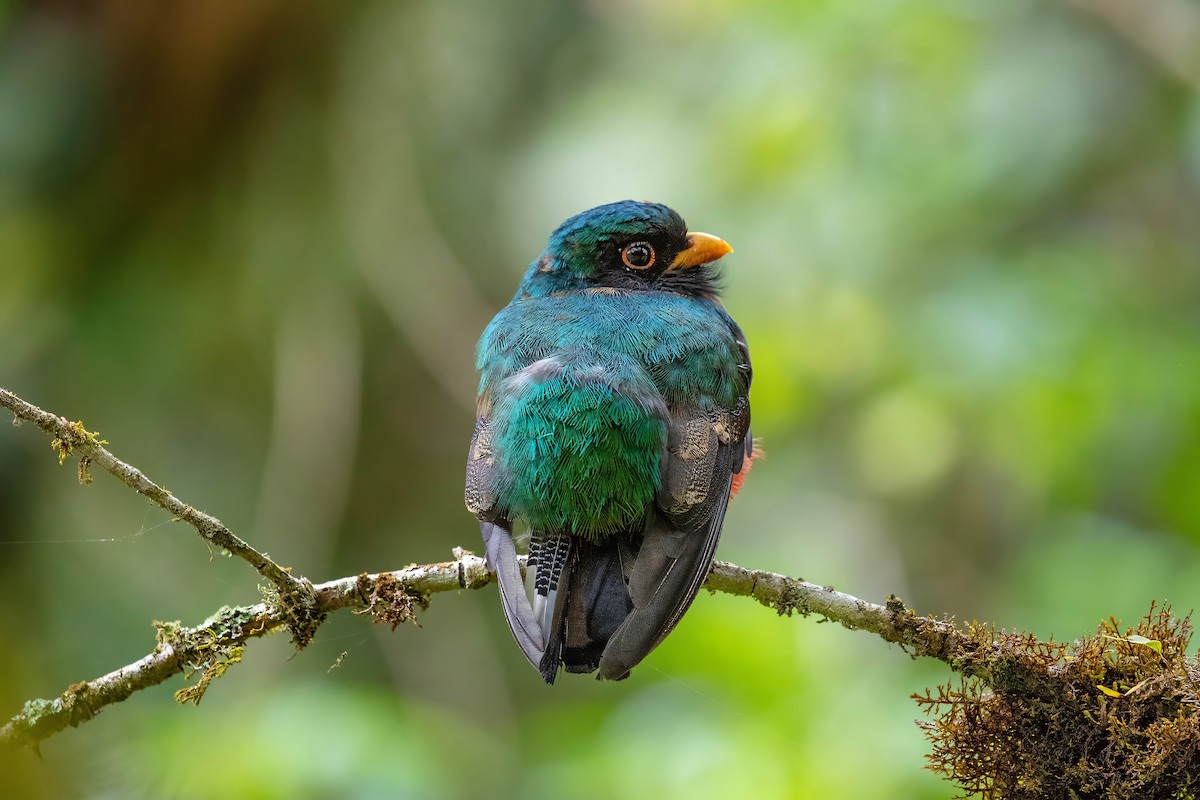 Trogon masqué - ML642115408