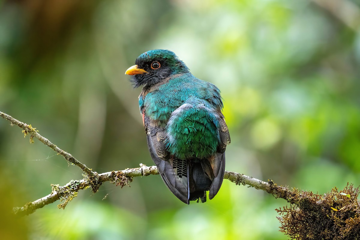 Trogon masqué - ML642115409