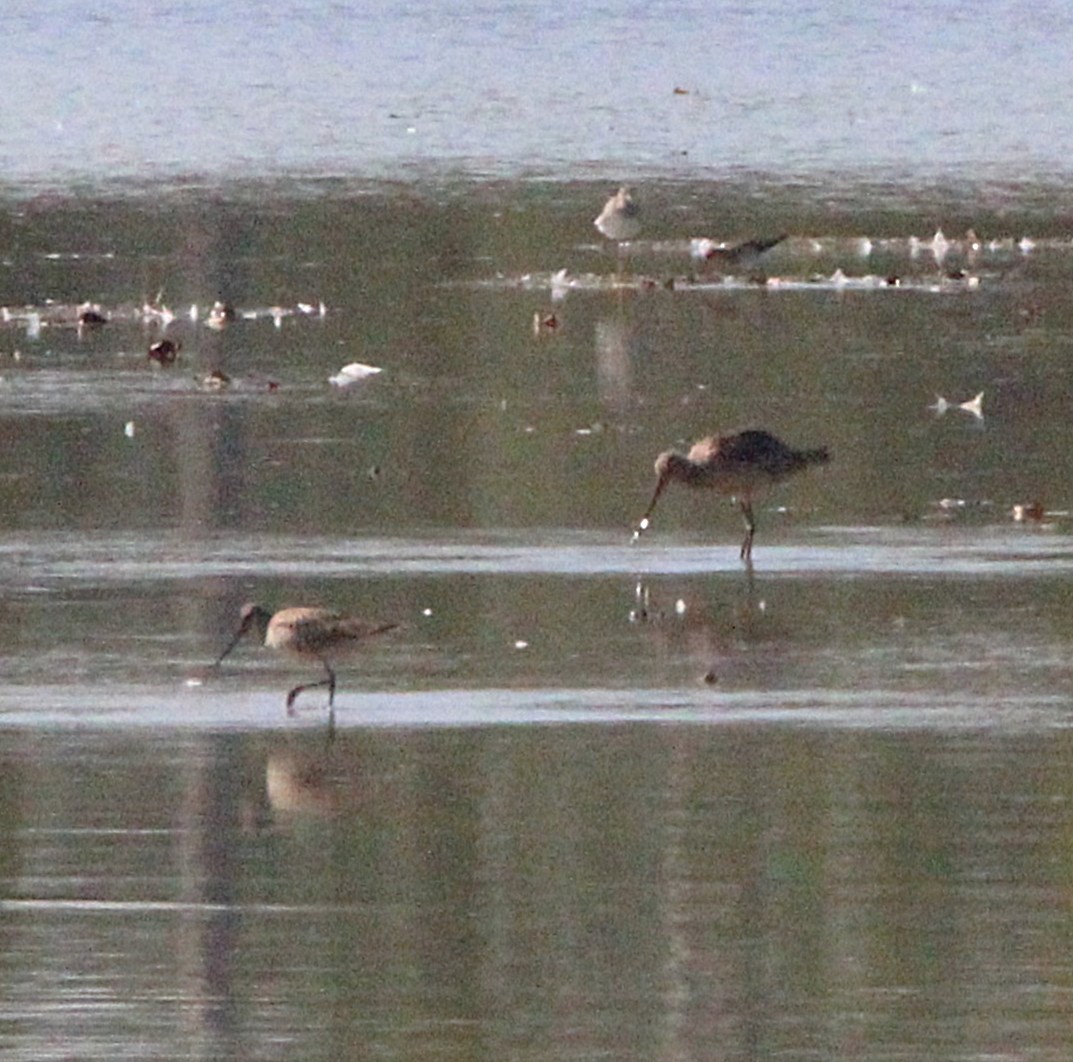 Hudsonian Godwit - ML642115411