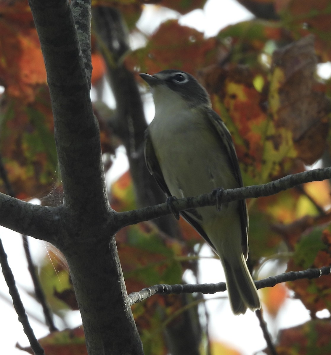 eremittvireo - ML642115413