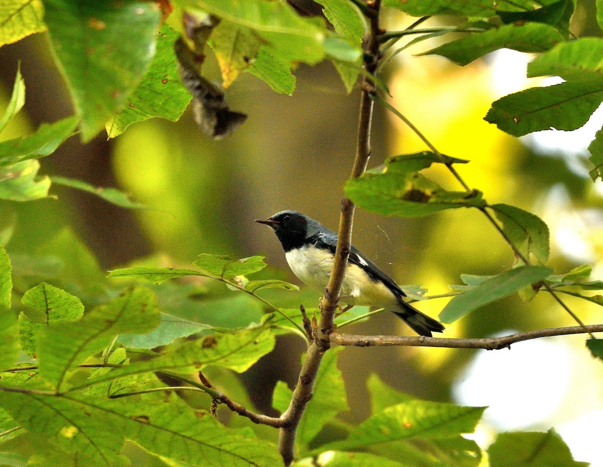 Black-throated Blue Warbler - ML642115423