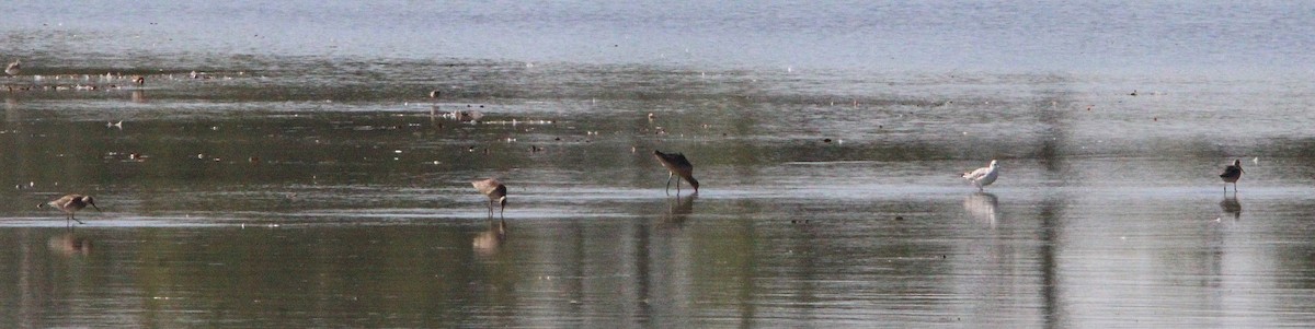 Hudsonian Godwit - ML642115426
