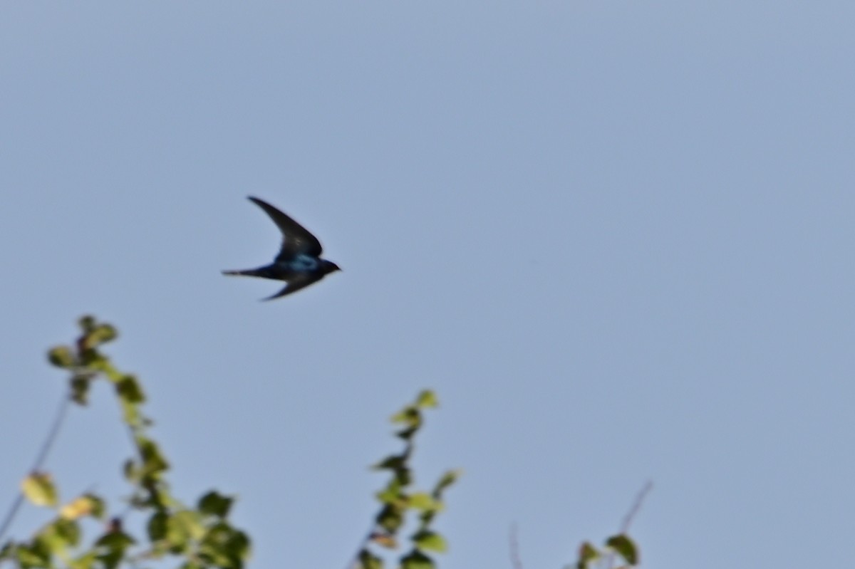 Barn Swallow - ML642115427