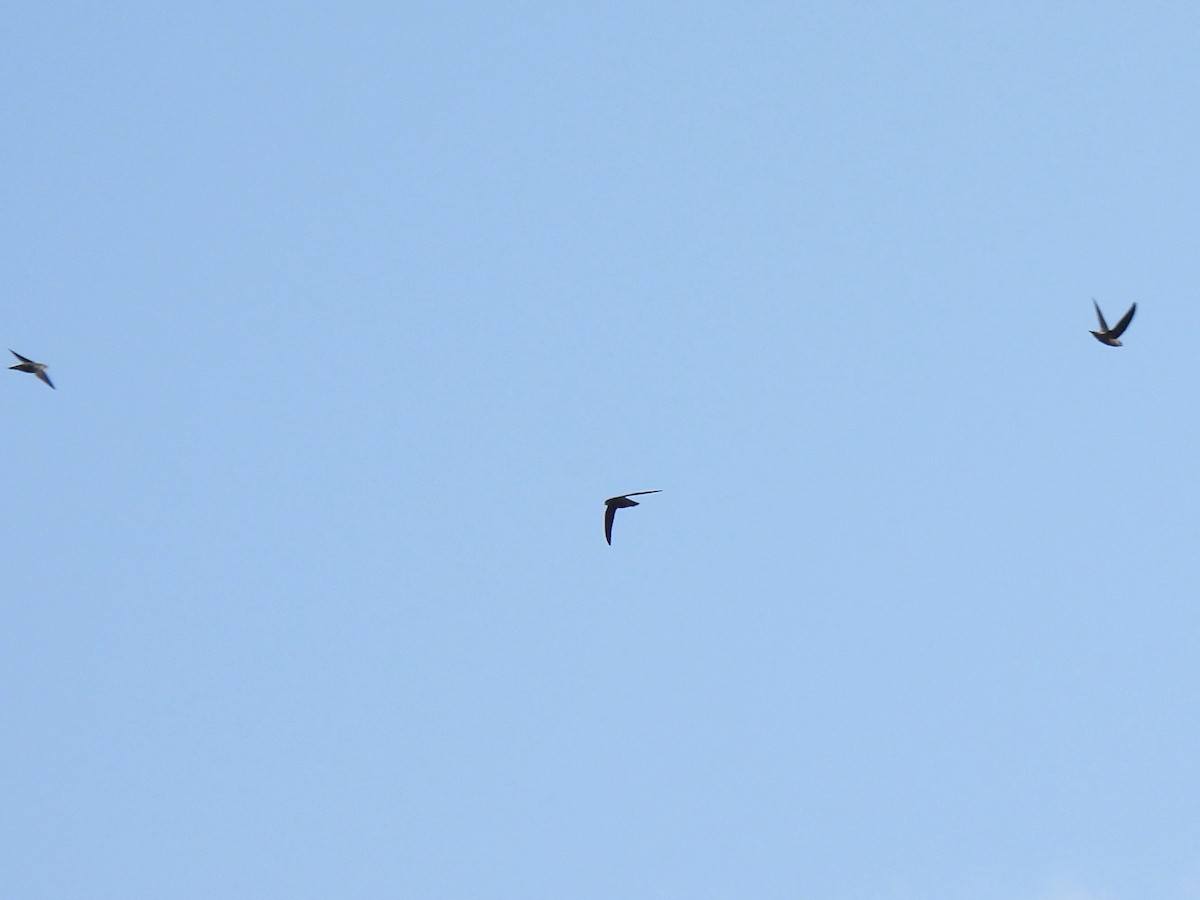 Chimney Swift - ML642115431