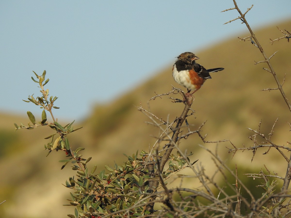 Spotted Towhee - ML642115432