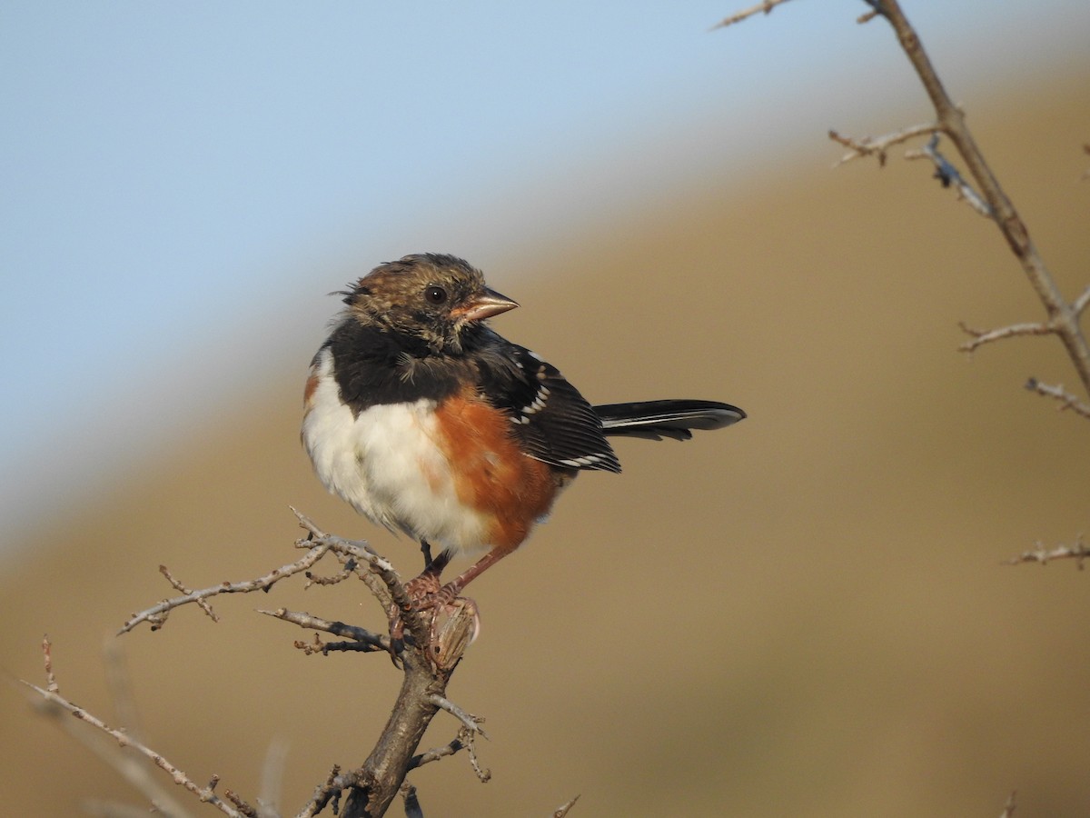 Spotted Towhee - ML642115433