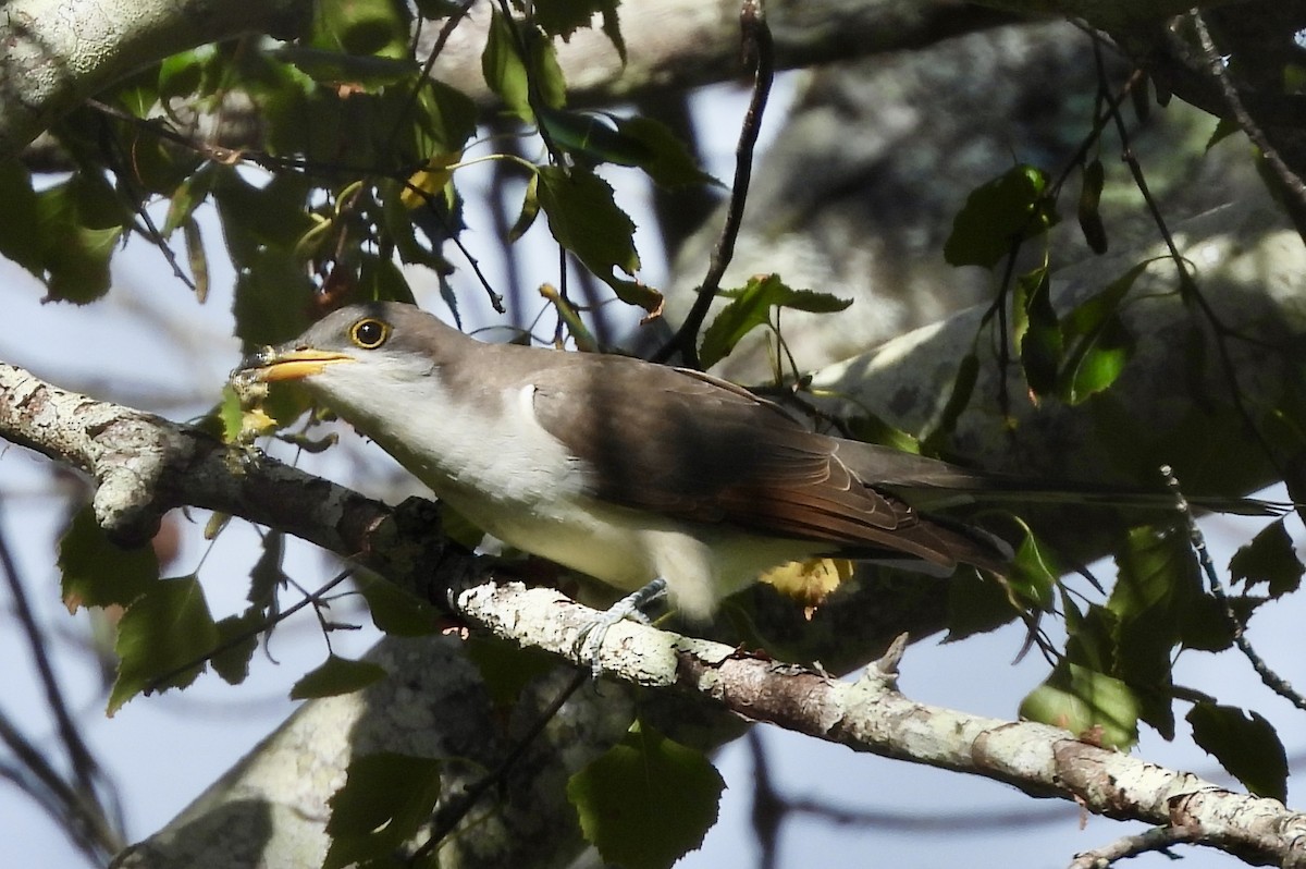 Yellow-billed Cuckoo - ML642115435